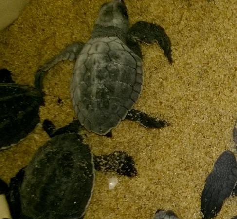 Chennai Turtle Walk
